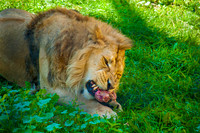 Digging Into Lunch