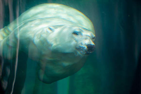 Diving Down