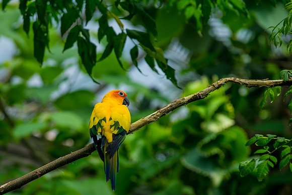 Color Burst in the Green