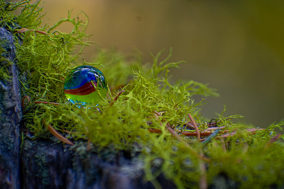Marble in the Moss
