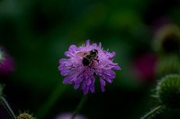 In the Center of the Lone Flower