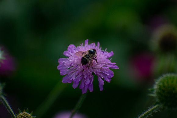 In the Center of the Lone Flower