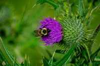 On a Thistle Flower
