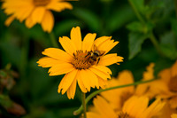 In a Sea of Yellow