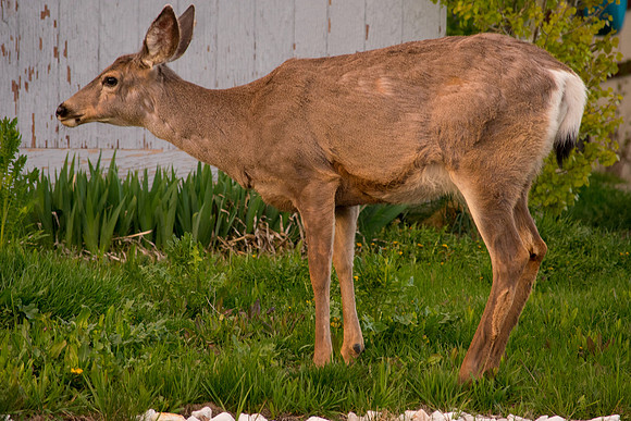 Visiting the Neighbors