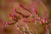 Tiny Branches