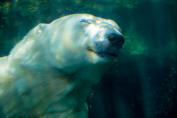 Happily Swimming
