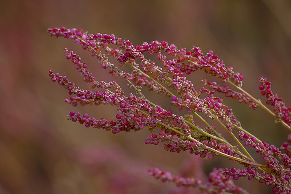 Little Pink Leaves