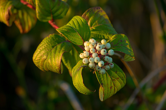 Cluster of White
