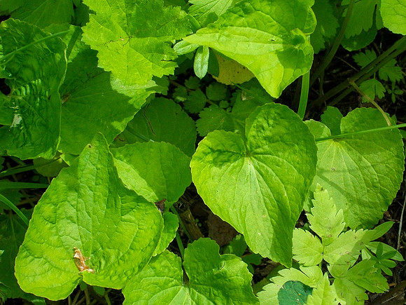 Green Hearts