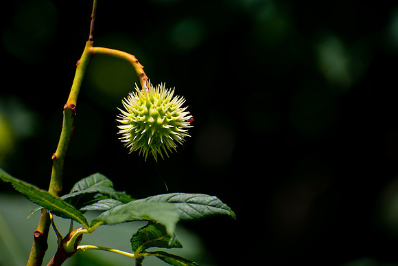 Feeling a Little Prickly