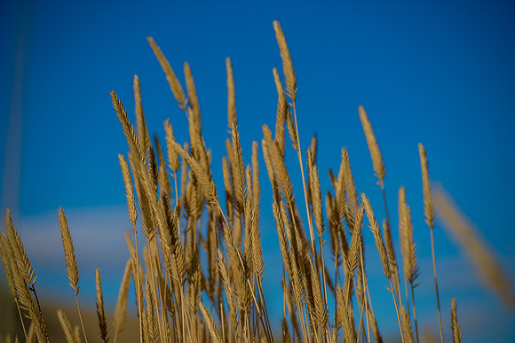 Yellow Grass, Blue SKy