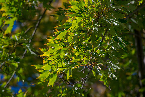 Morning Light Glow
