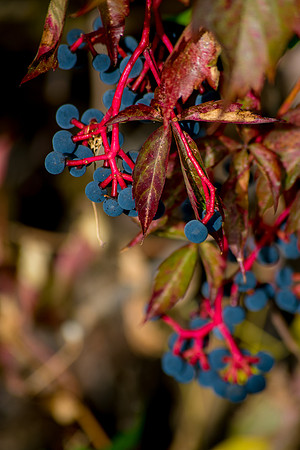 Berries Hanging Low