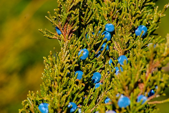 Blue Spots in the Green