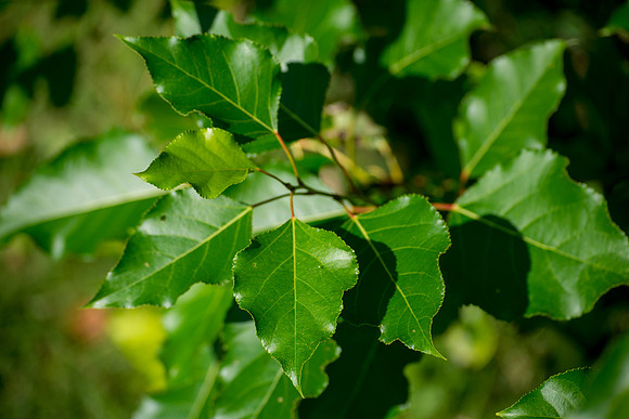 Shine On the Leaves