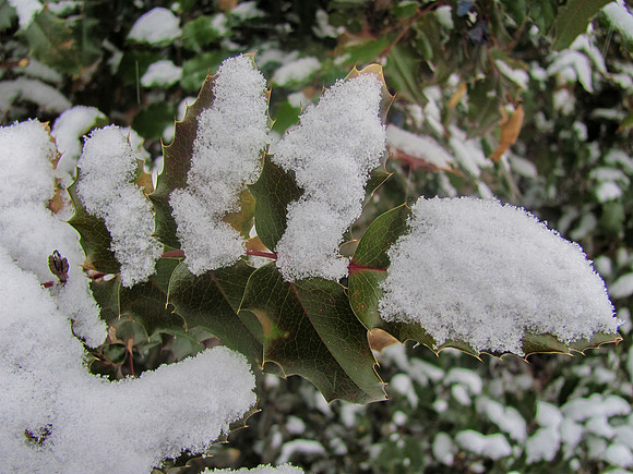 Fresh Snow on the Leaves