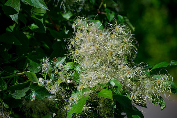 Soft Fuzz Cluster