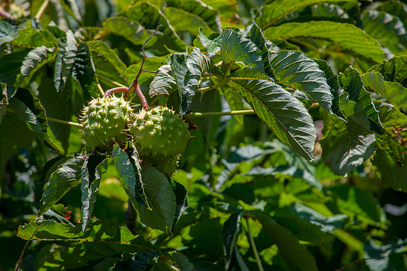 Prickly Pair