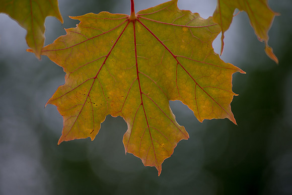 Red Veins