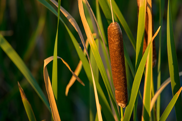 Setting Sun Cattail