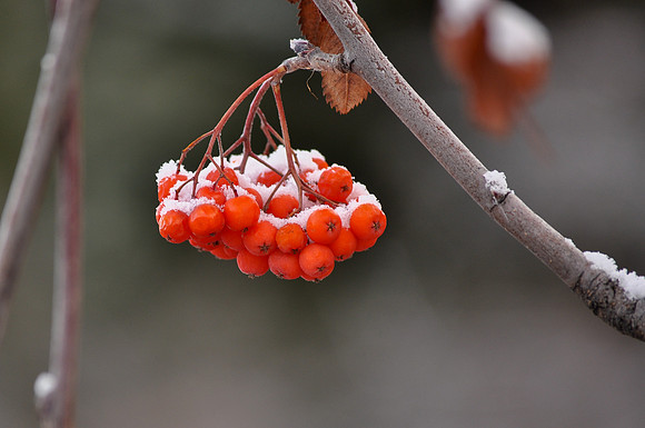 Touch of Winter