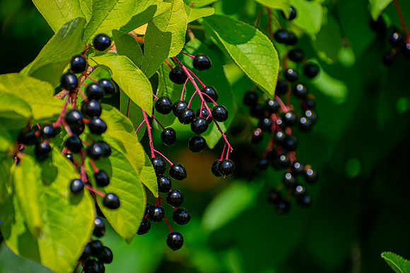 Berries on the Bush