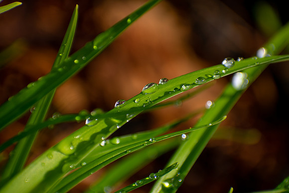 Raindrops At Sunrise