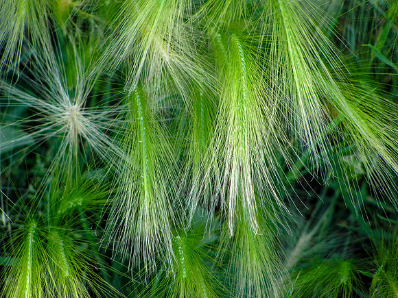 Soft Grass