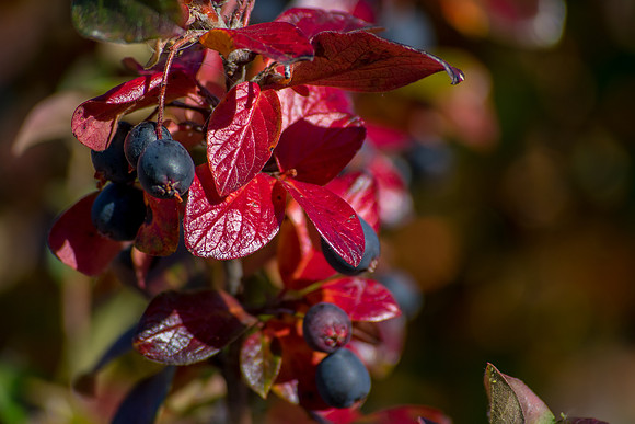 Colors in the Backyard