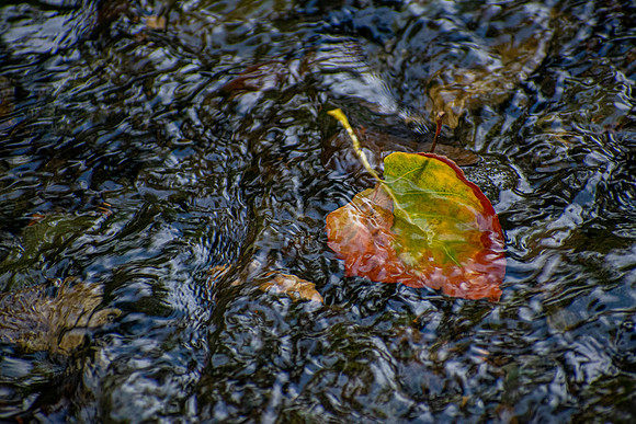 Caught in the Current