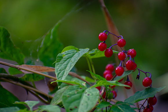 Shine On Berries
