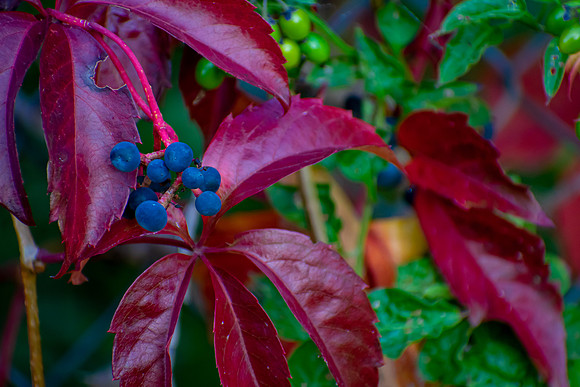 Colors and Shapes in Nature