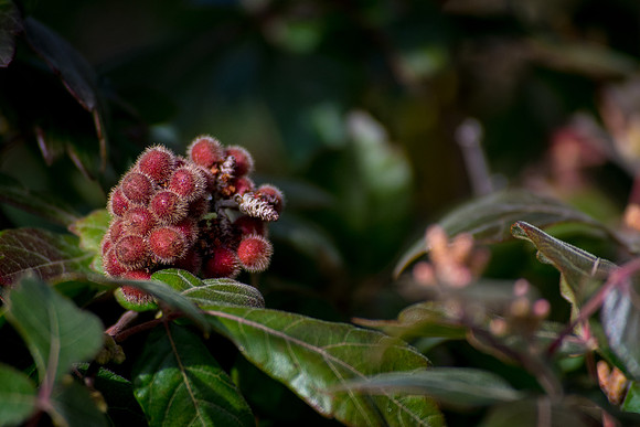 Fuzzy Berries