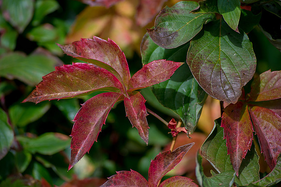 The Shapes the Leaves Can Take