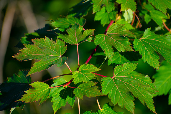 Sunrise Light on the Leaves