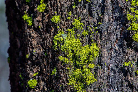 Ice in the Moss