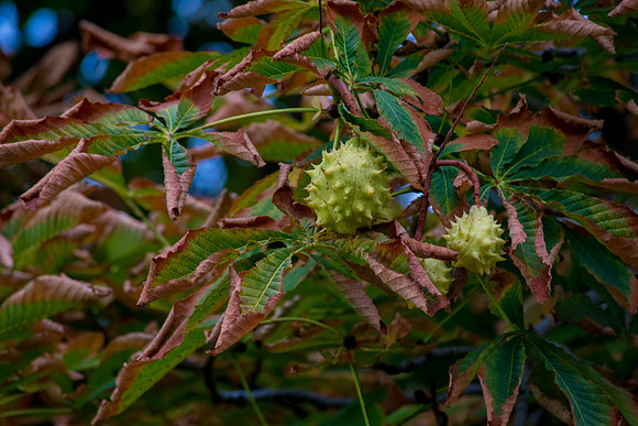As the Leaves Curl
