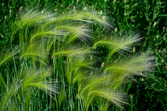 Blowing in the Wind
