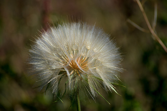 Waiting For the Wind