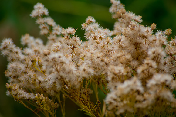 Fuzzy Fluffiness