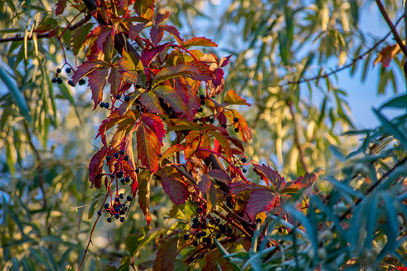 Red Leaf Vine Among the Green Trees