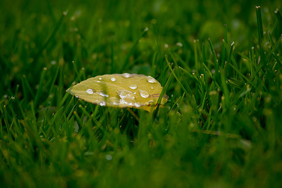 Fallen Leaf, Drops of Water