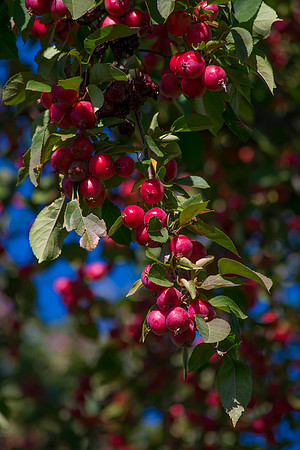 The Shine On The Berries