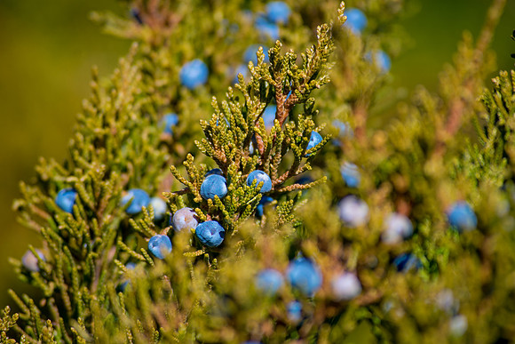 Berries Blue of Spring