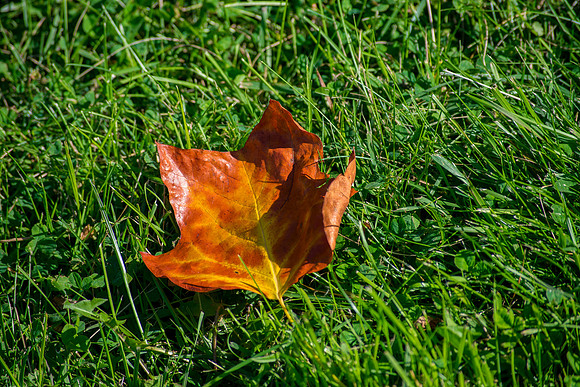 Fallen