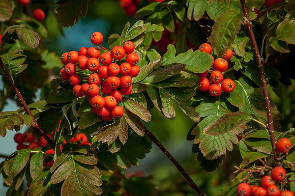 Orange Berries in the Warm Light