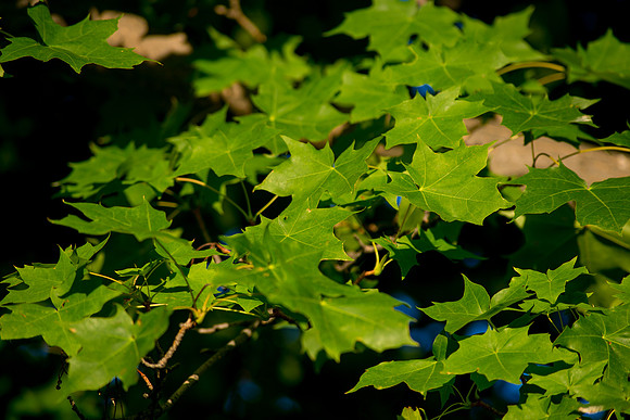 Late Afternoon Light