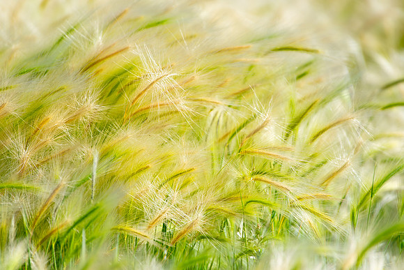 Wisps in a Field