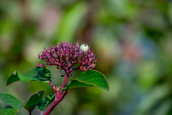 One Last Berry